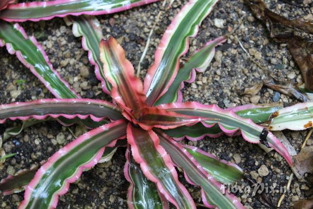 Cryptanthus bivittatus variegatus