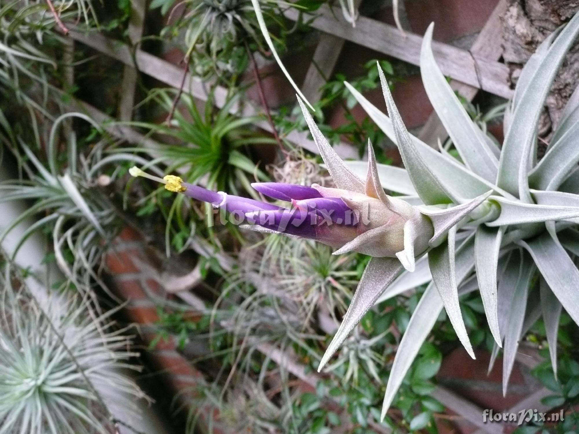 Tillandsia hondurensis