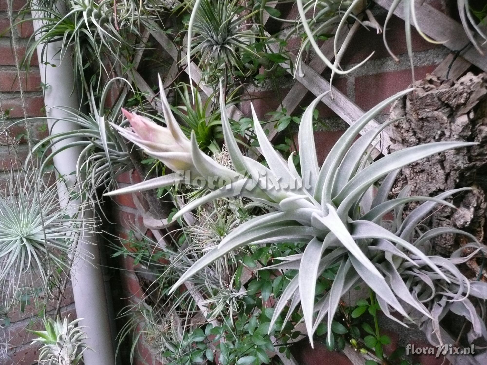 Tillandsia hondurensis