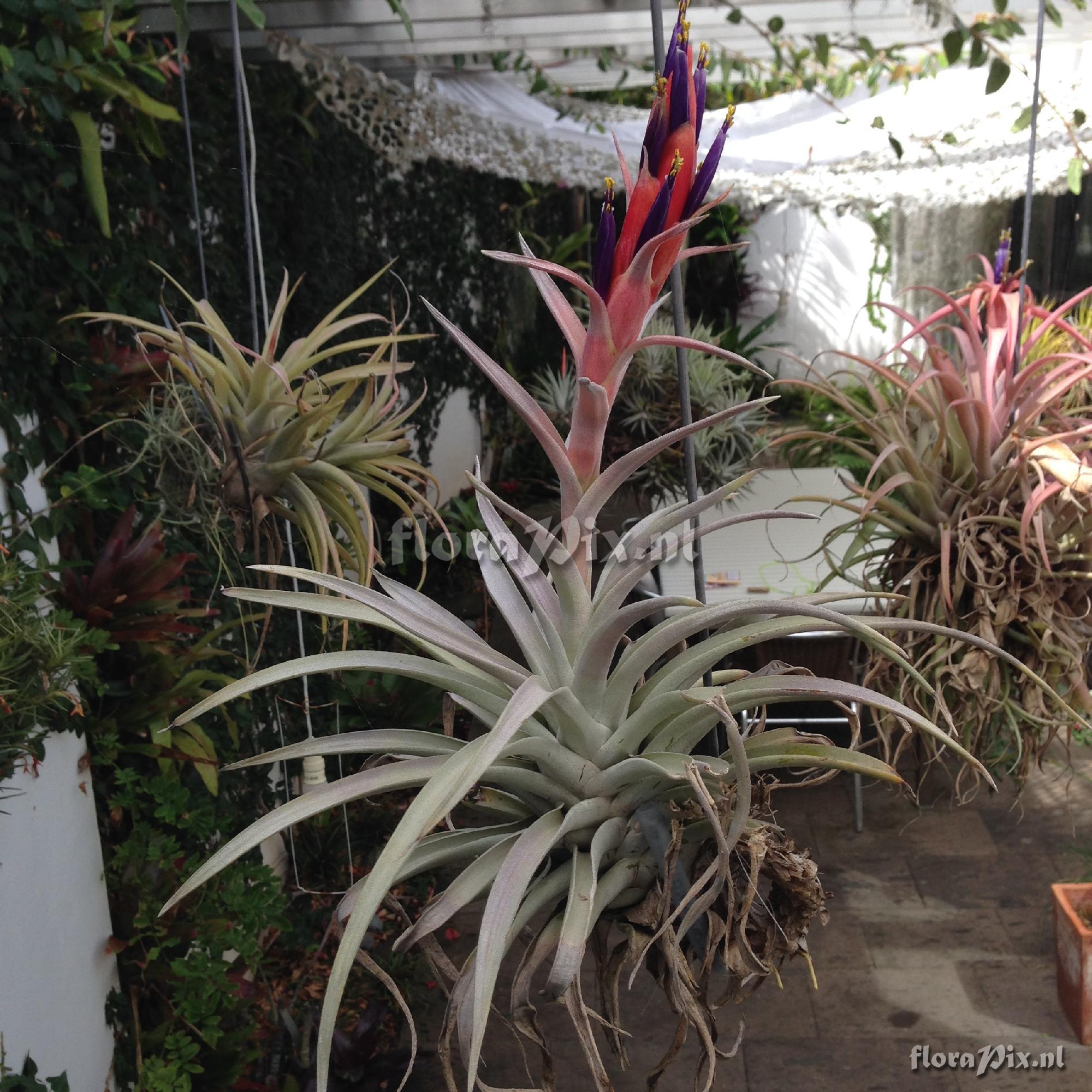 Tillandsia harrisii