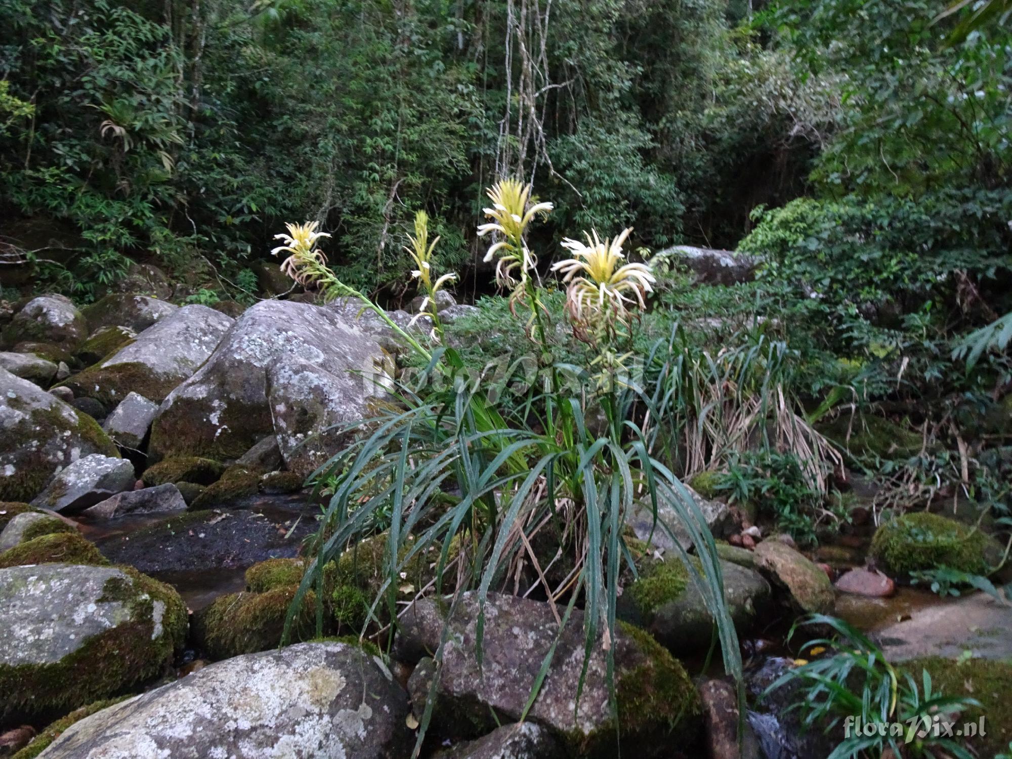 Pitcairnia flammea var pallida