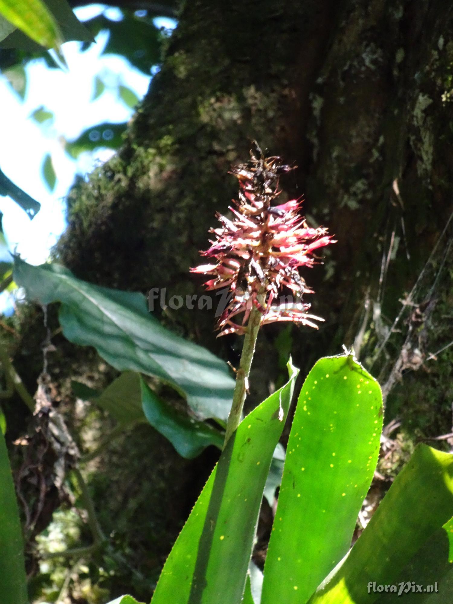 Aechmea 