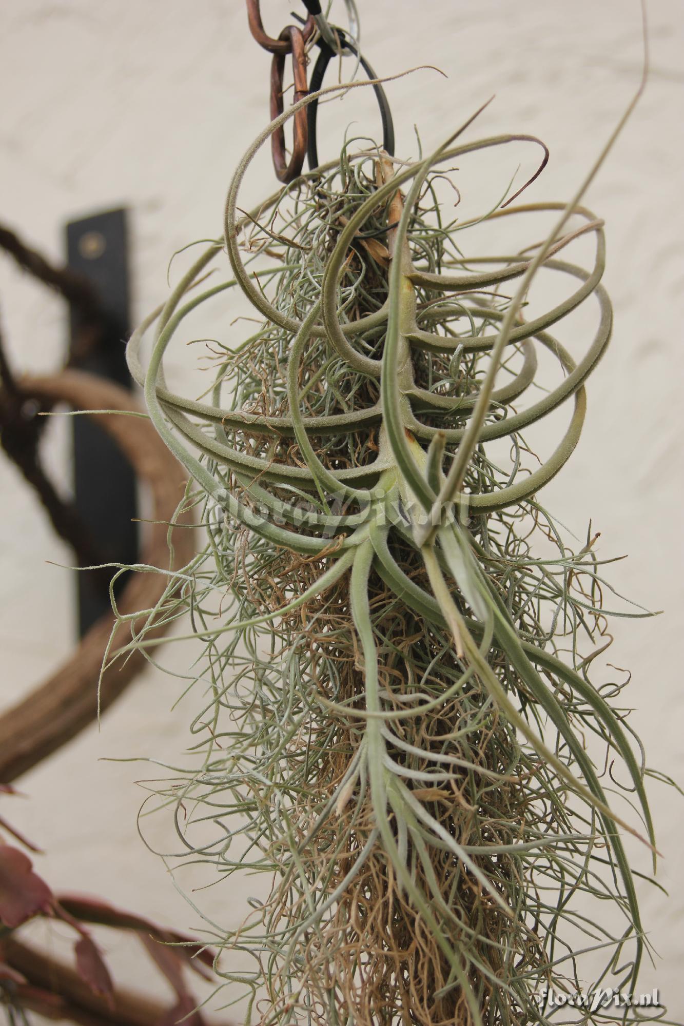 Tillandsia crocata