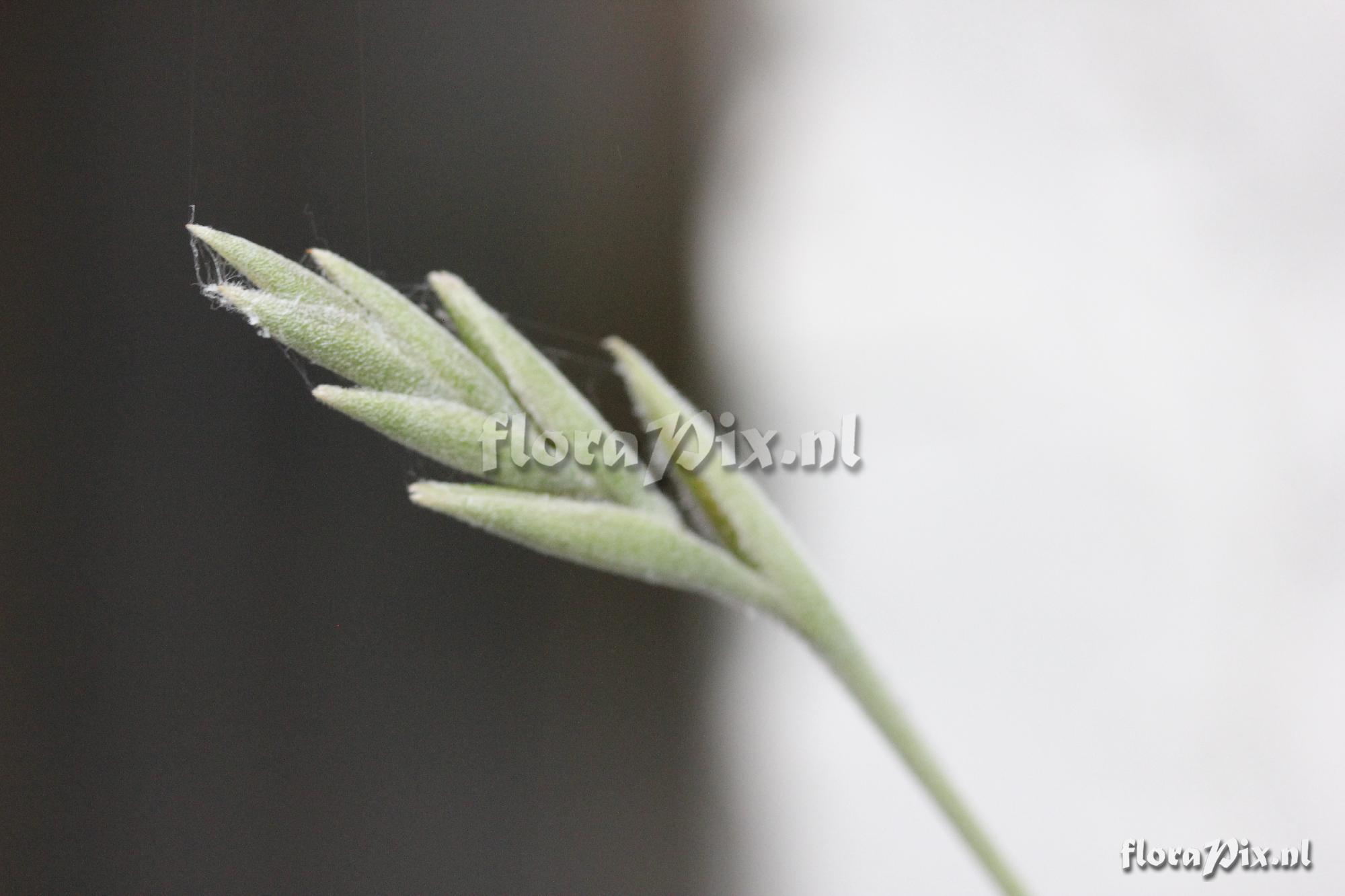 Tillandsia crocata