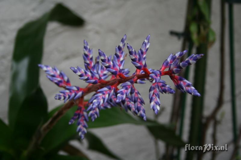 Aechmea 