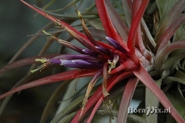 Tillandsia velutina