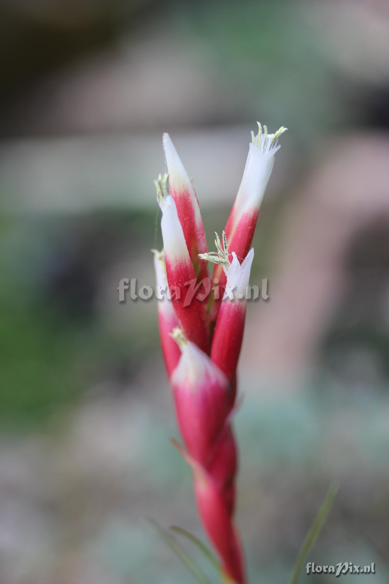 Vriesea correia-araujoi