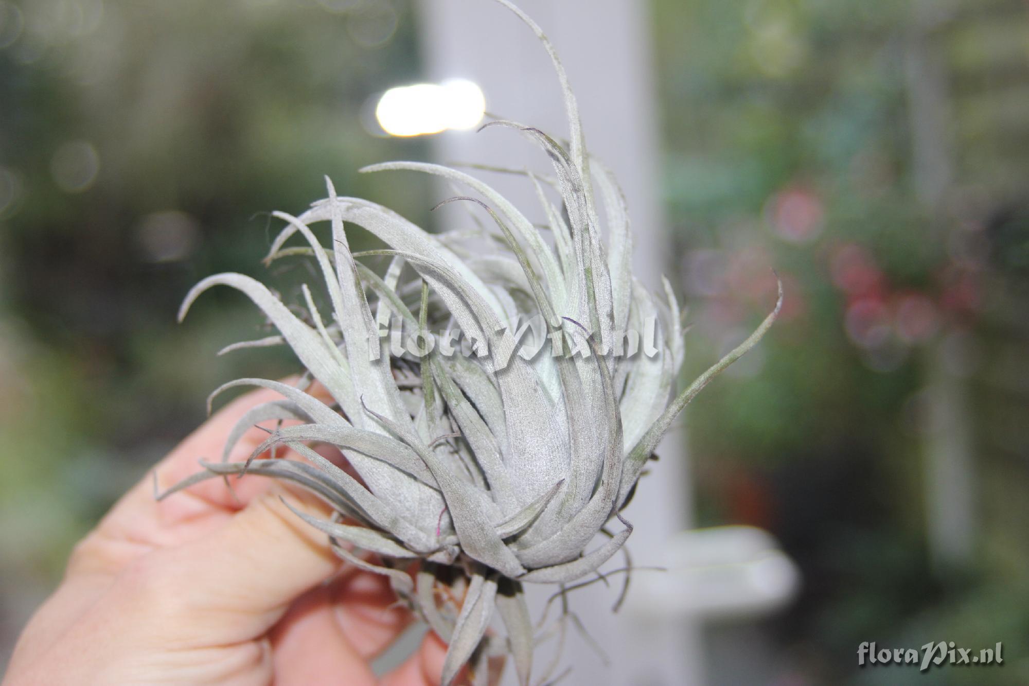 Tillandsia ??