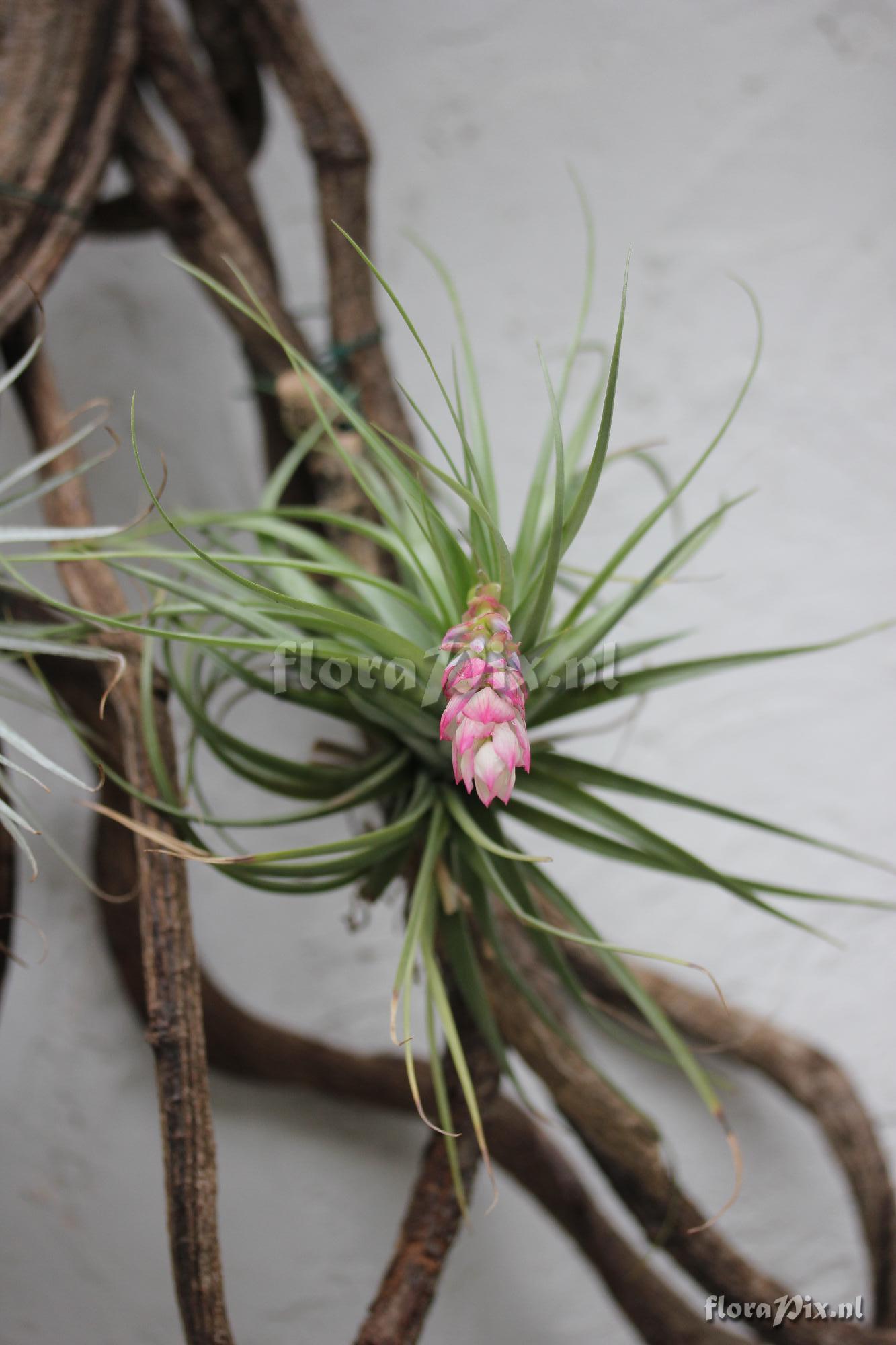 Tillandsia Stricta ?