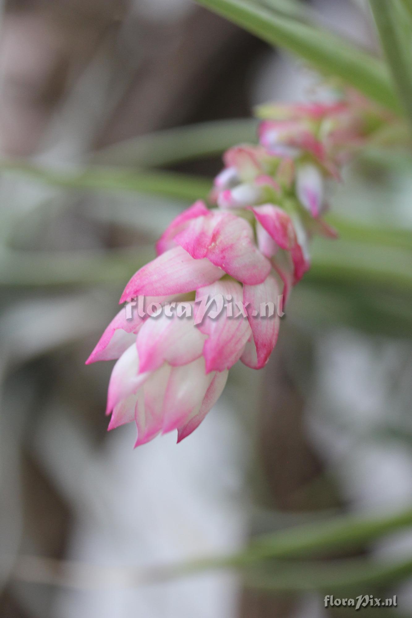 Tillandsia Stricta ?