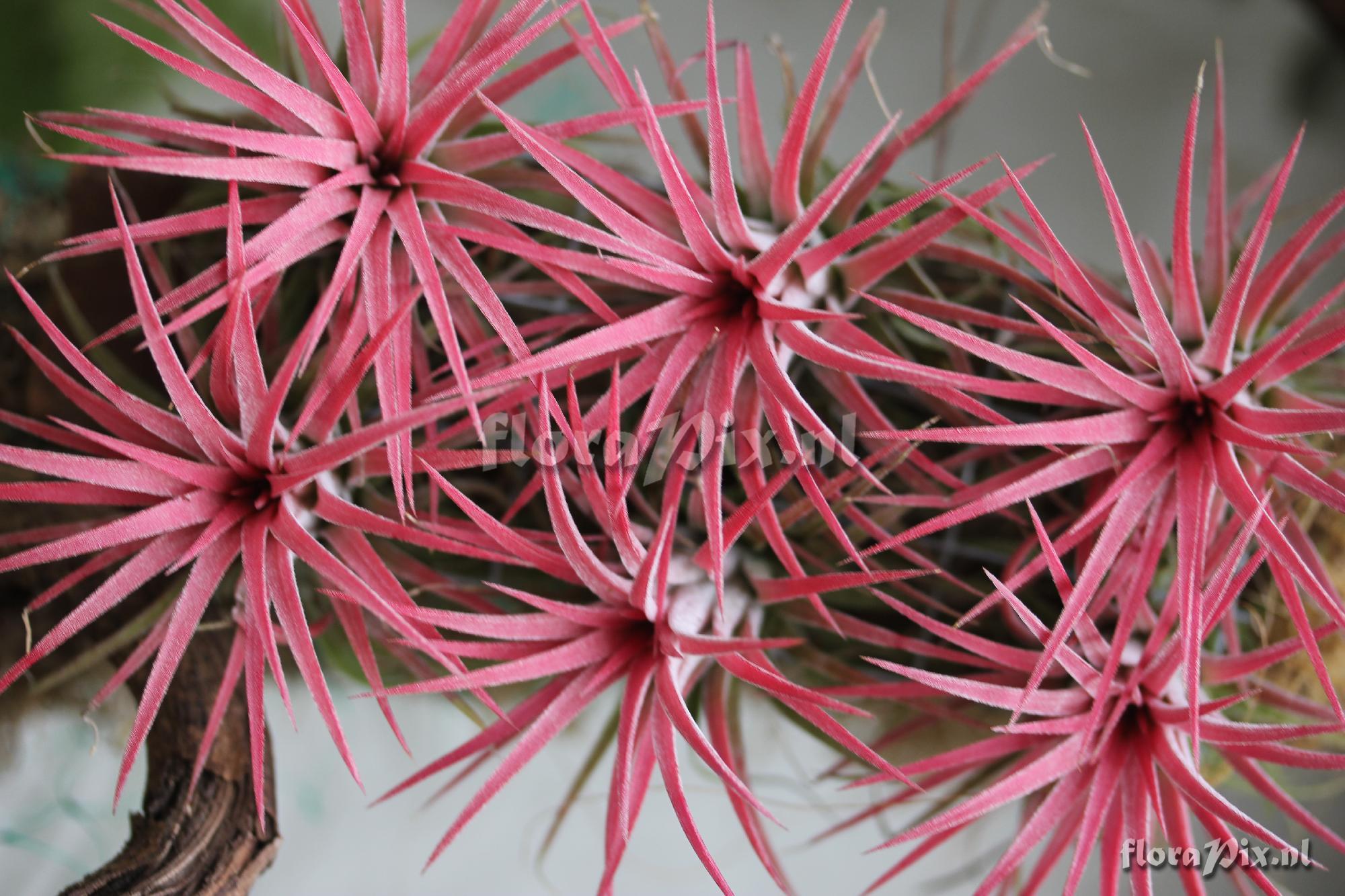 Tillandsia ionantha 