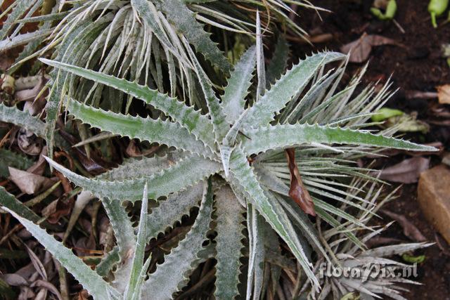 Hechtia marnier-lapostollei