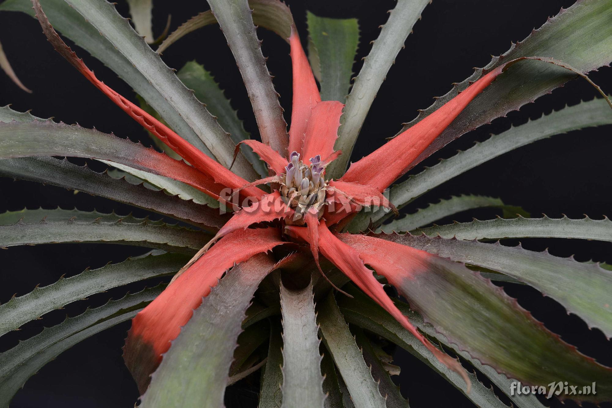 Bromelia agavifolia