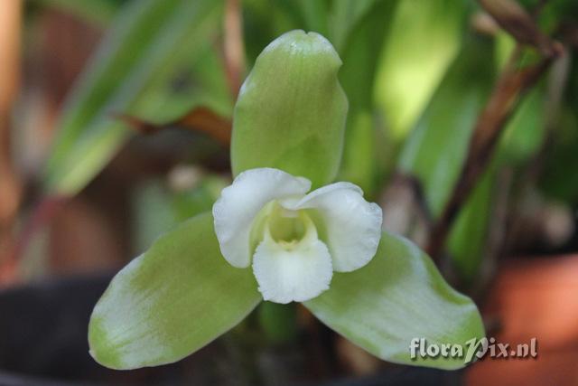 Lycaste leucanthe x dowiana