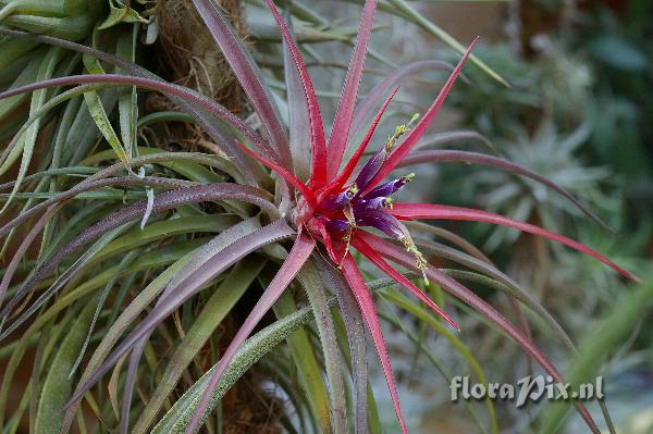 Tillandsia velutina