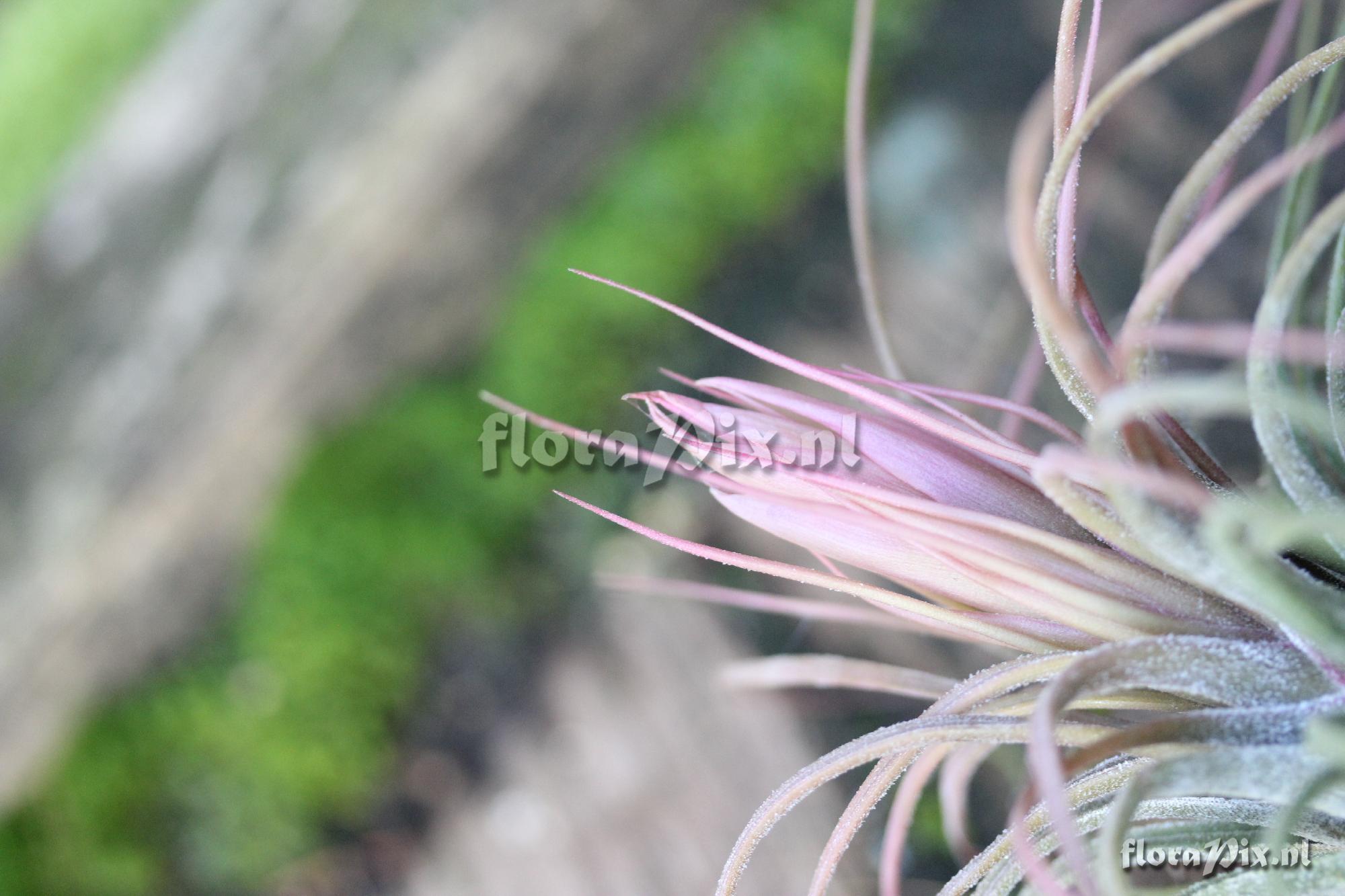 Tillandsia delicata