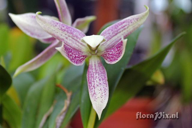 Prosthechea garciana