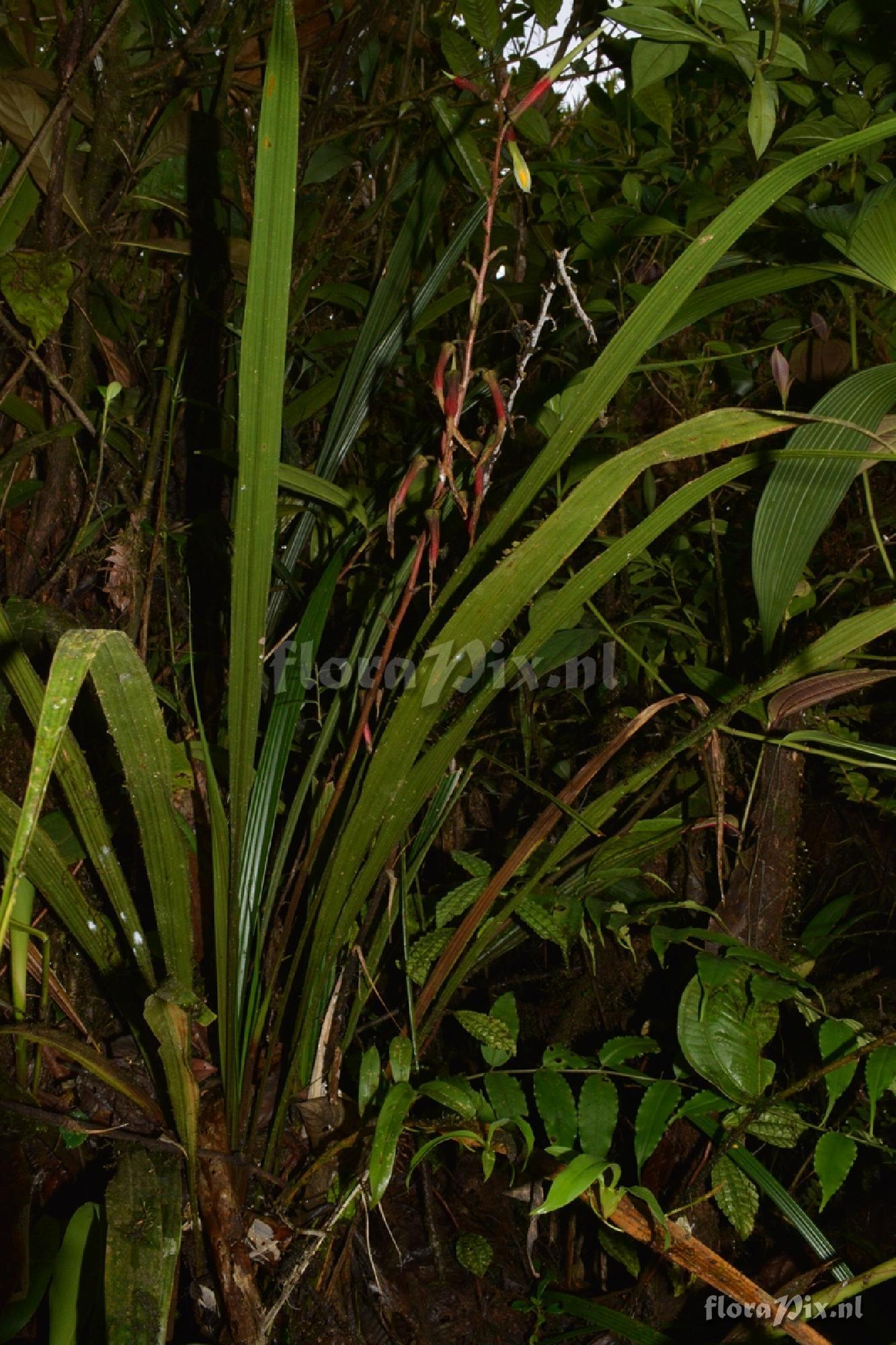 Pitcairnia or Pepinia sp.