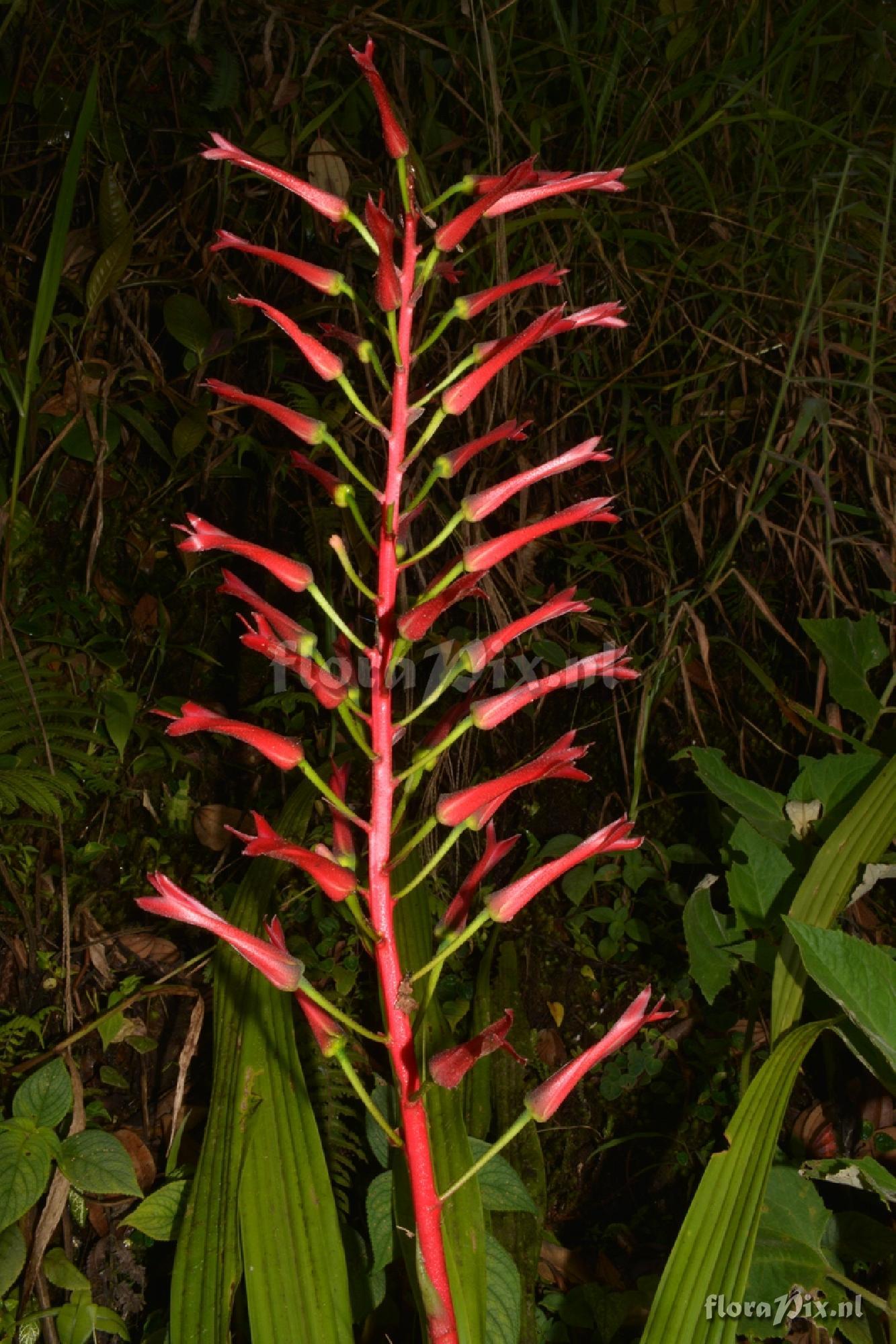 Pitcairnia 