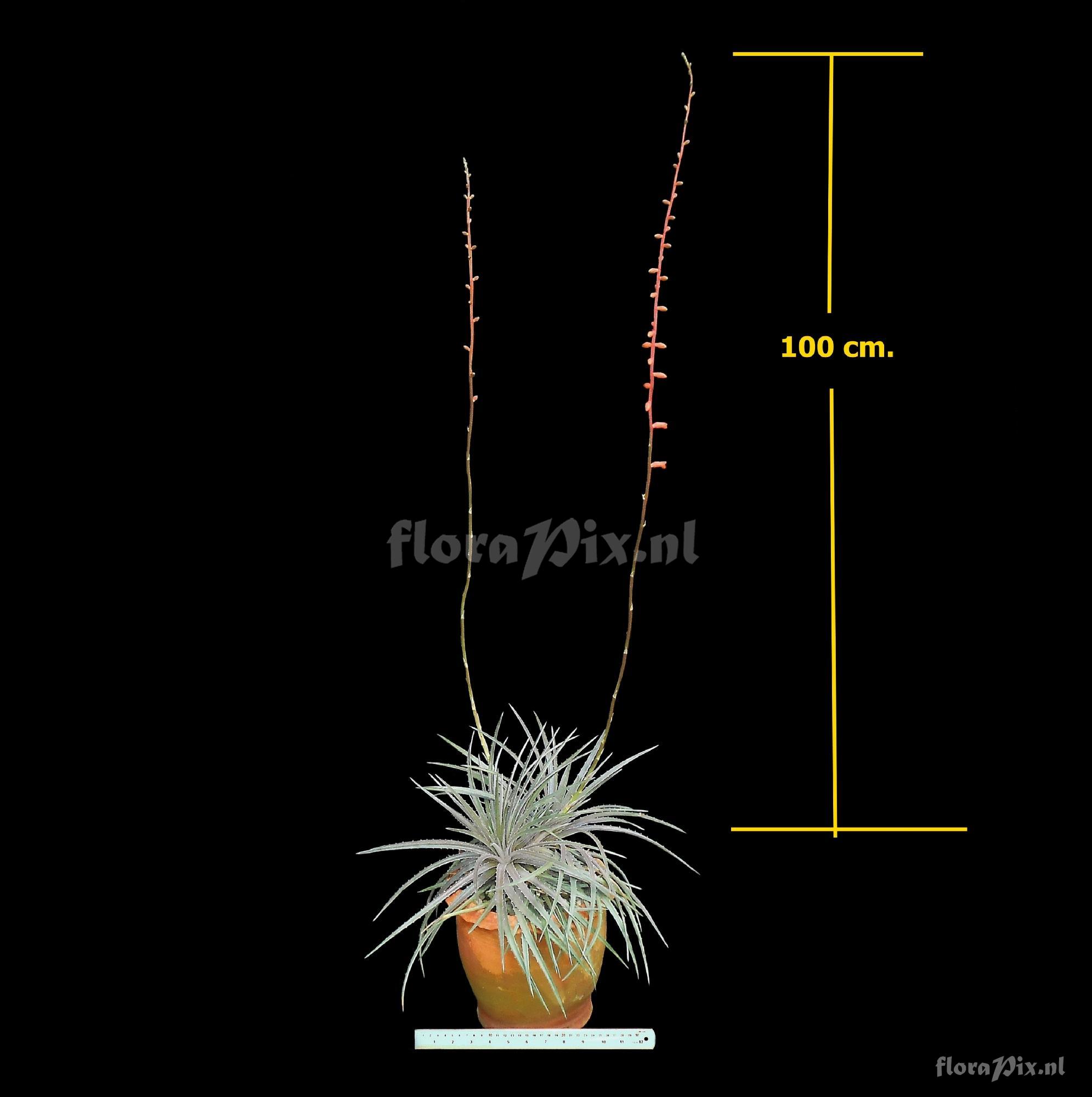 Dyckia linearifolia