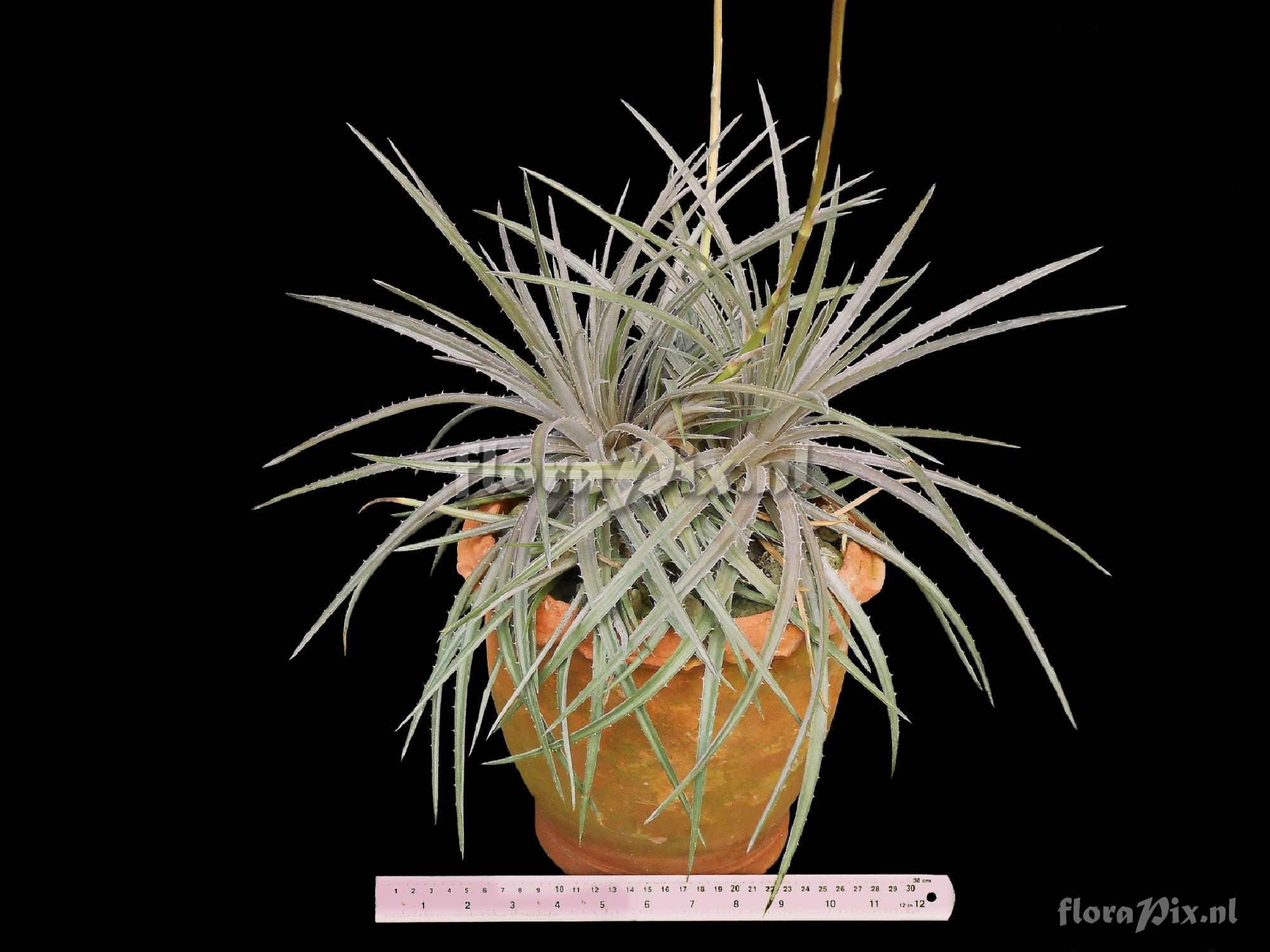 Dyckia linearifolia