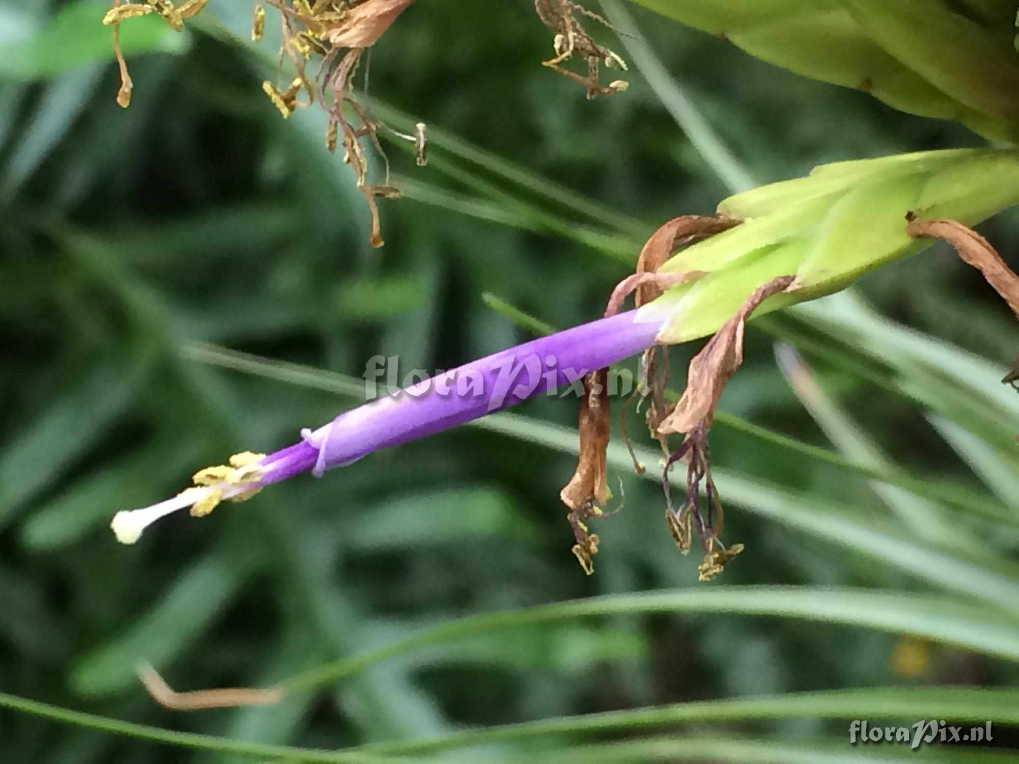 Tillandsia sp.