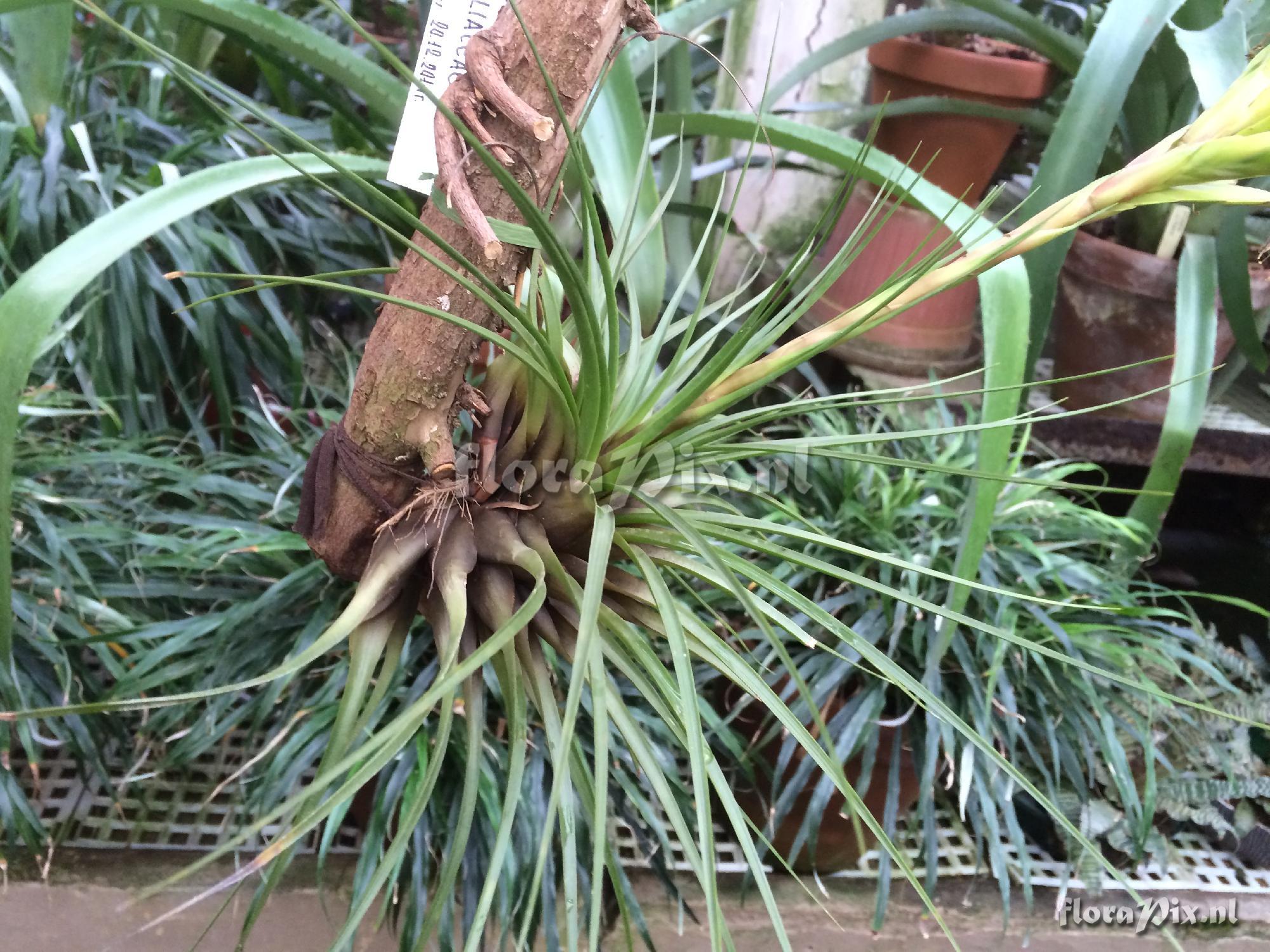 Tillandsia sp.