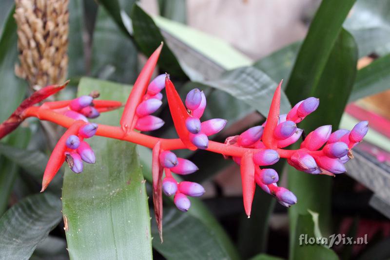 Aechmea weilbachii var. leodiensis