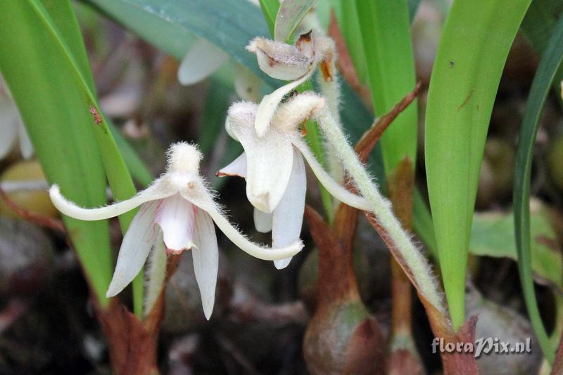 Campanulorchis globifera