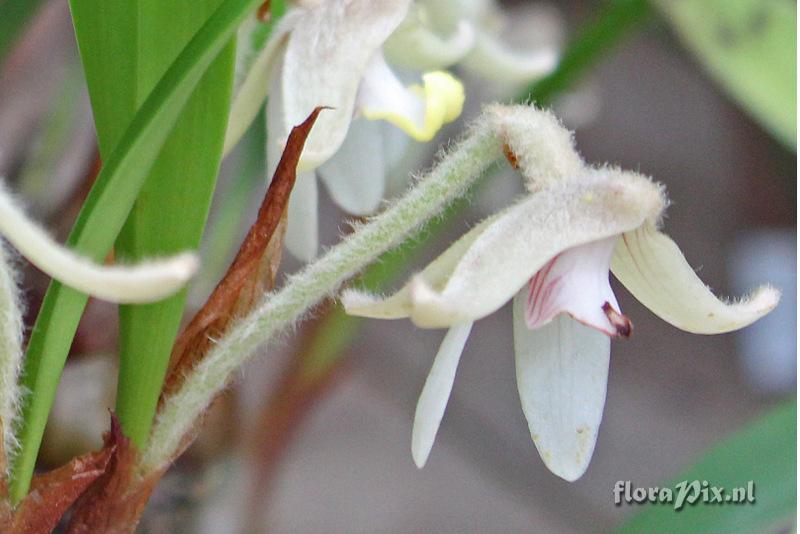 Campanulorchis globifera