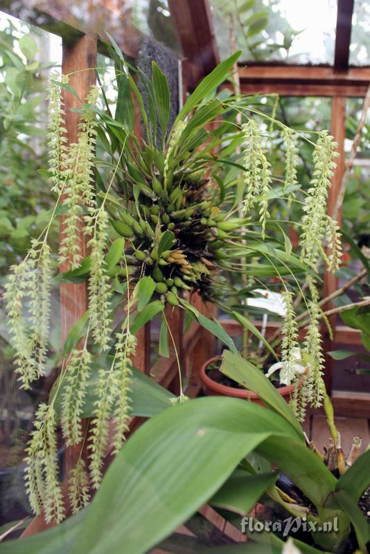 Dendrochilum uncatum