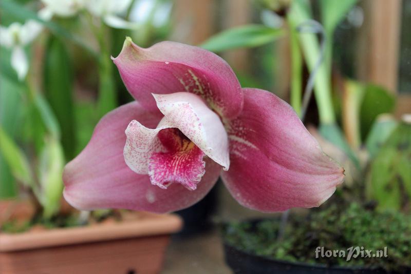 Lycaste virginalis