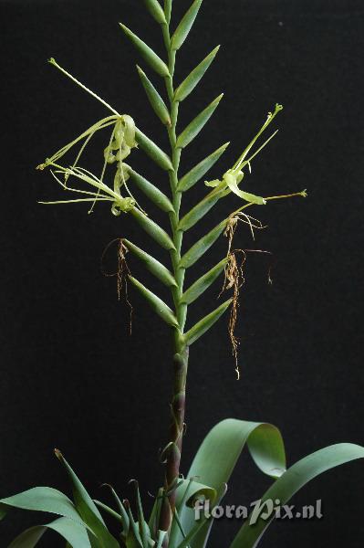 Tillandsia viridiflora