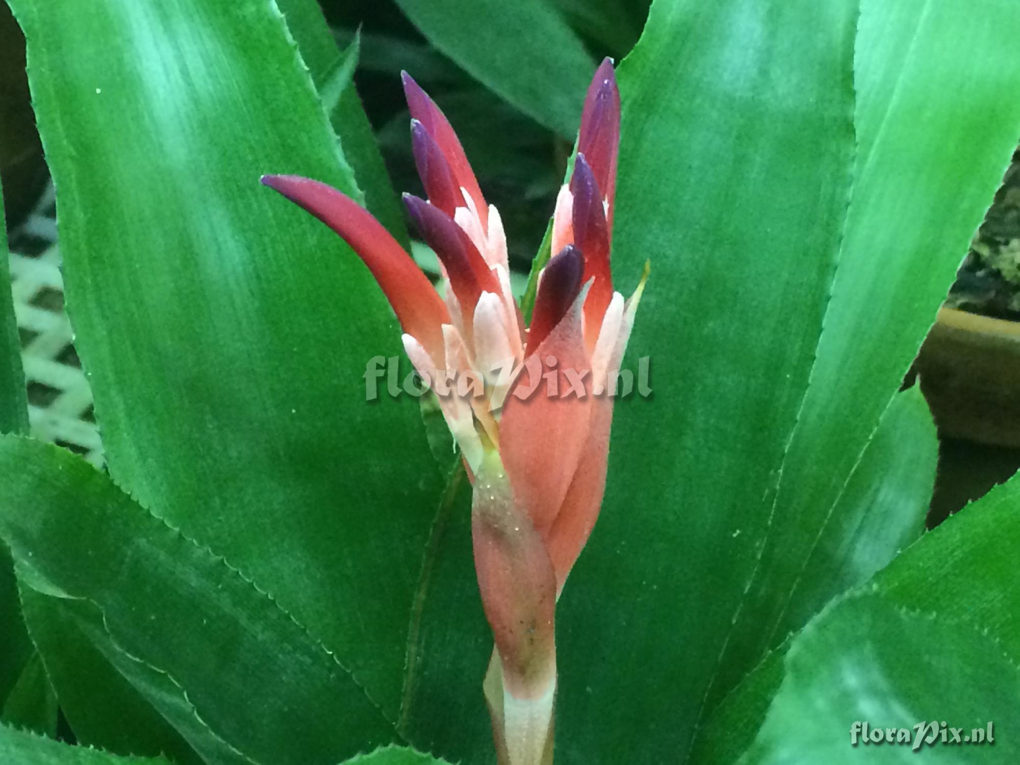 Billbergia pyramidalis