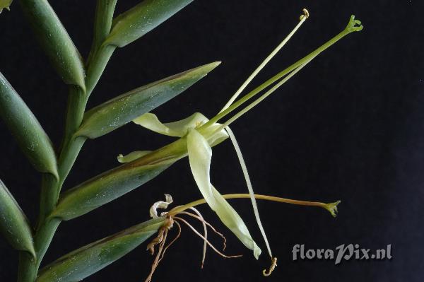 Tillandsia viridiflora