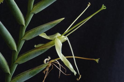 Tillandsia viridiflora