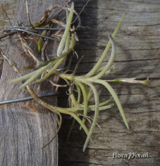 Tillandsia aff. virescense