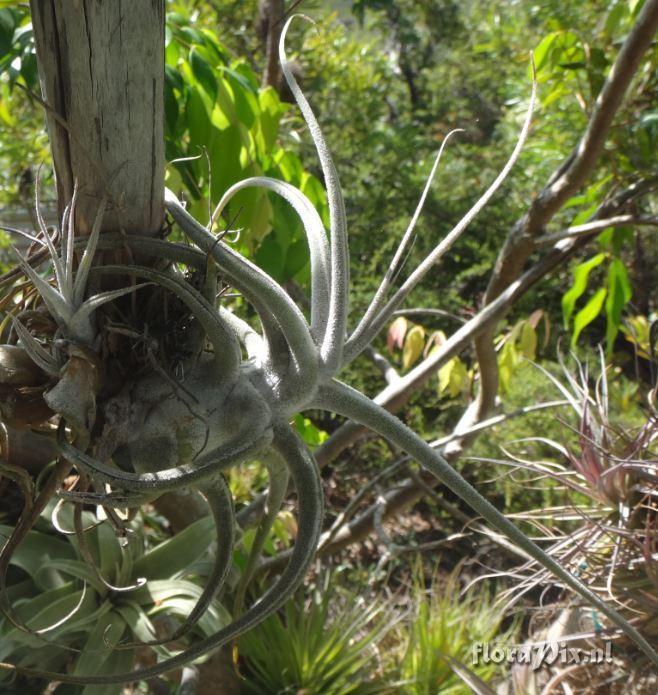 Tillandsia ehlersiana