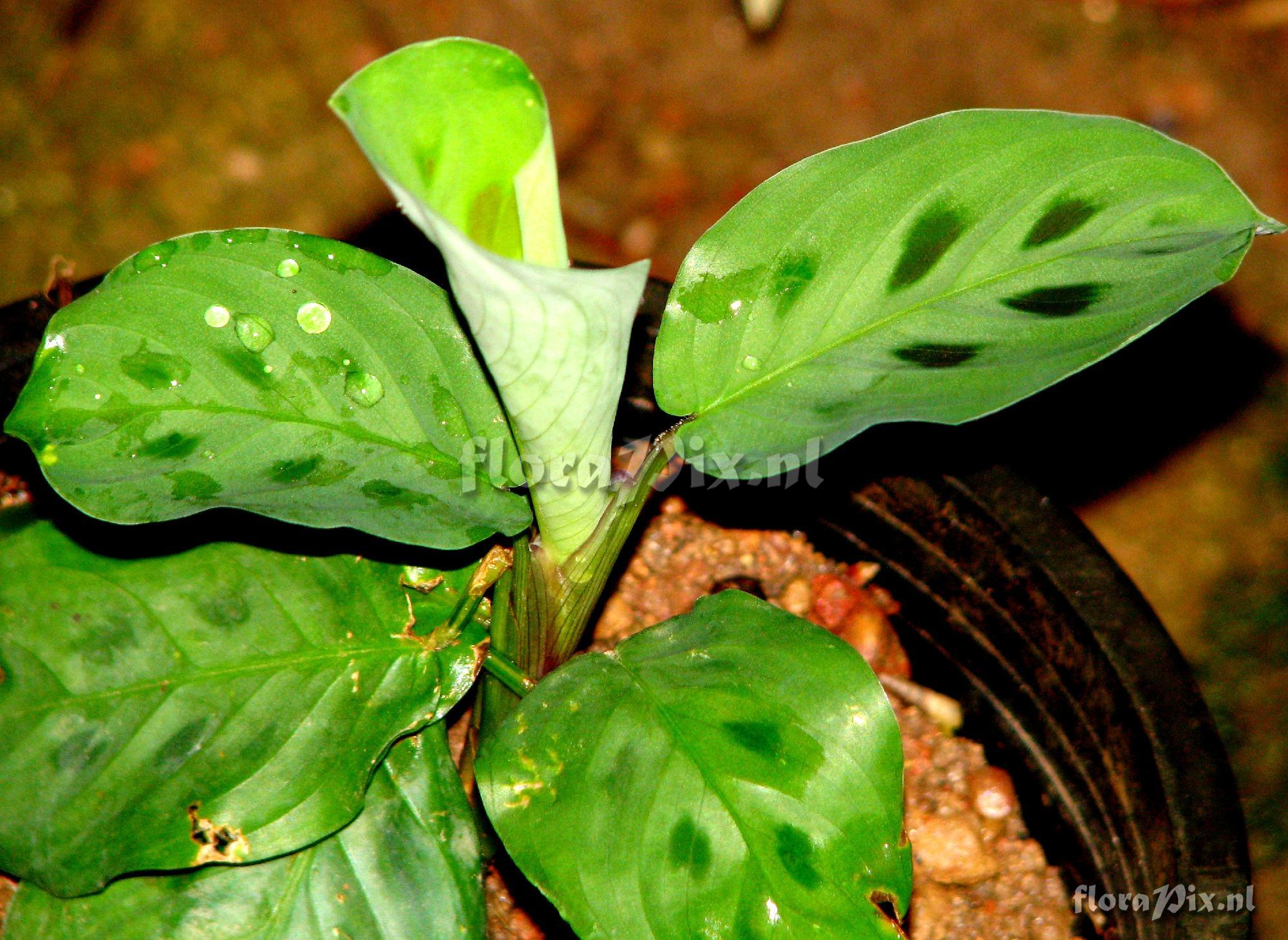 Maranta sp, Marantaceae