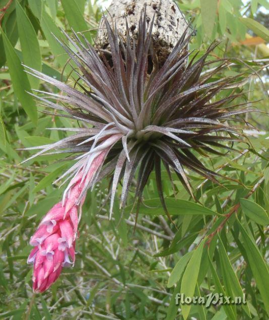 Tillandsia recurvifolia hybrid