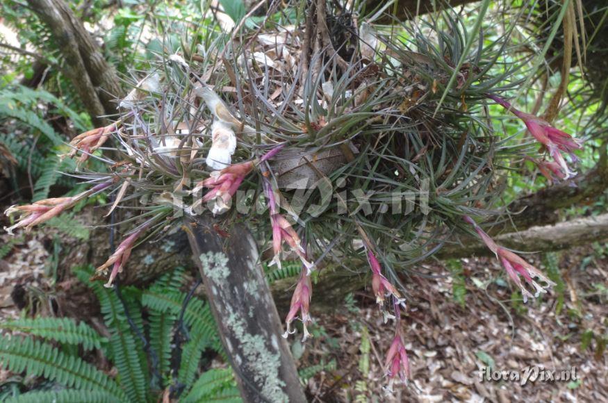 Tillandsia tenuifolia