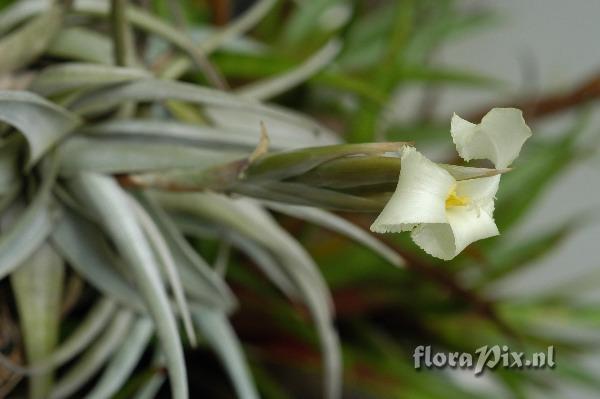 Tillandsia xiphioides var. lutea