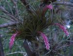 Tillandsia tenuifolia (var strobiliformis)