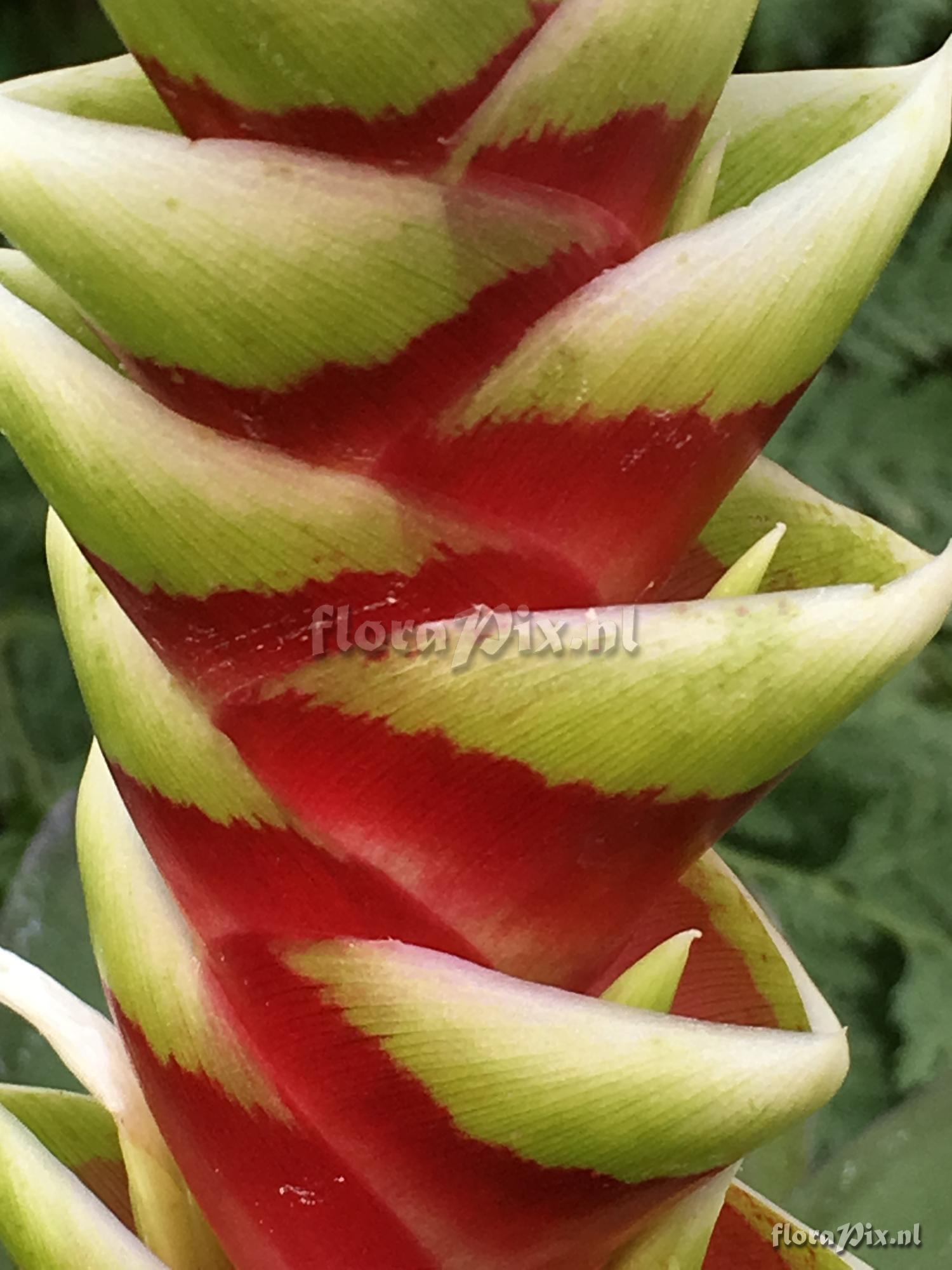 Tillandsia heliconioides