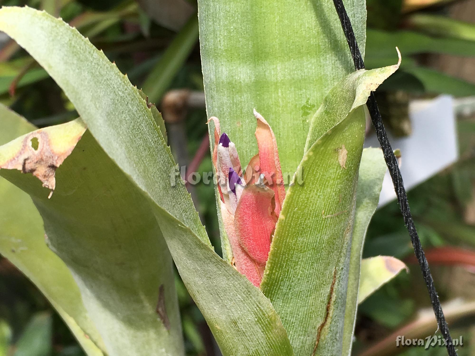 Billbergia euphemiae