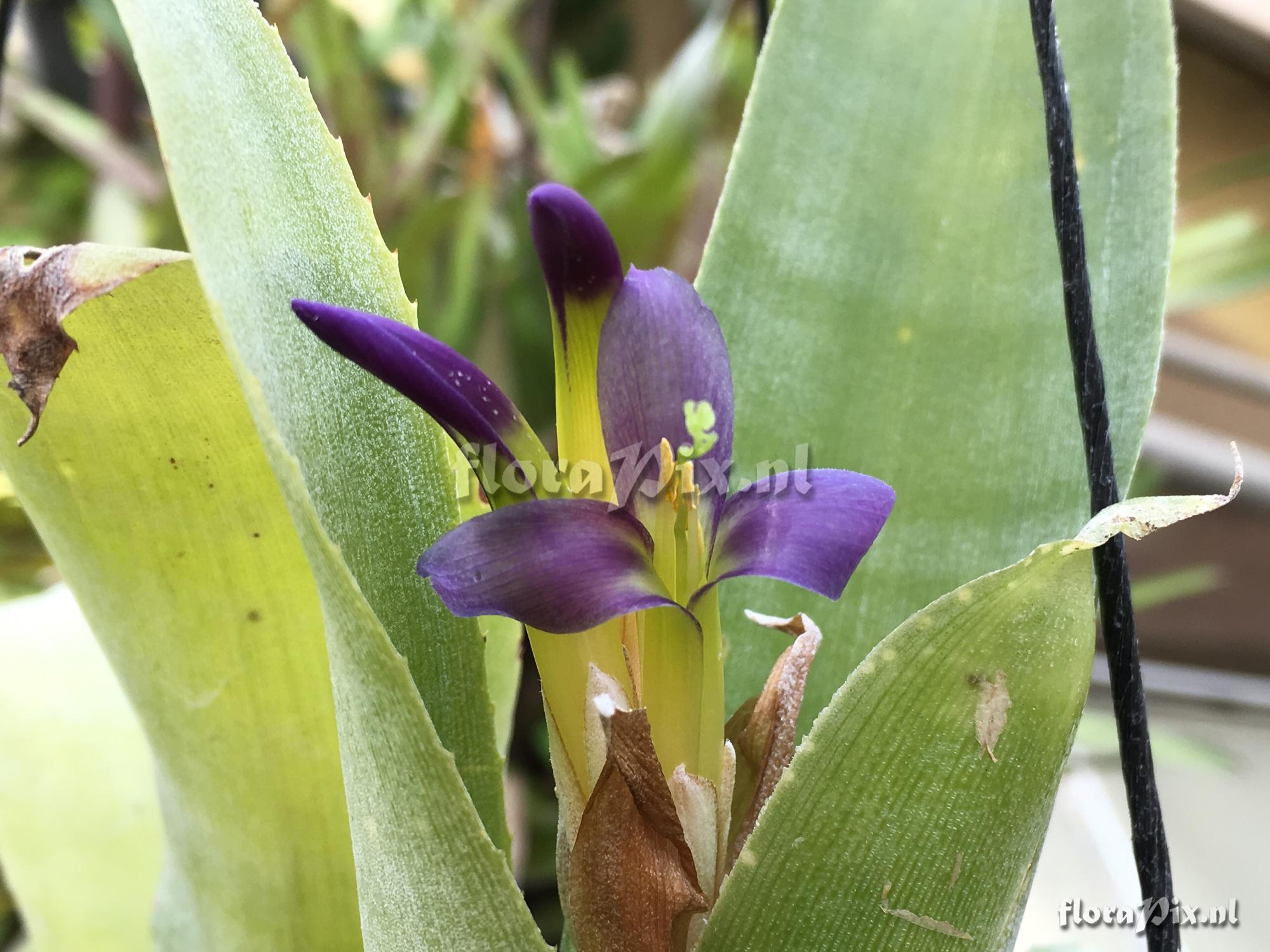 Billbergia euphemiae