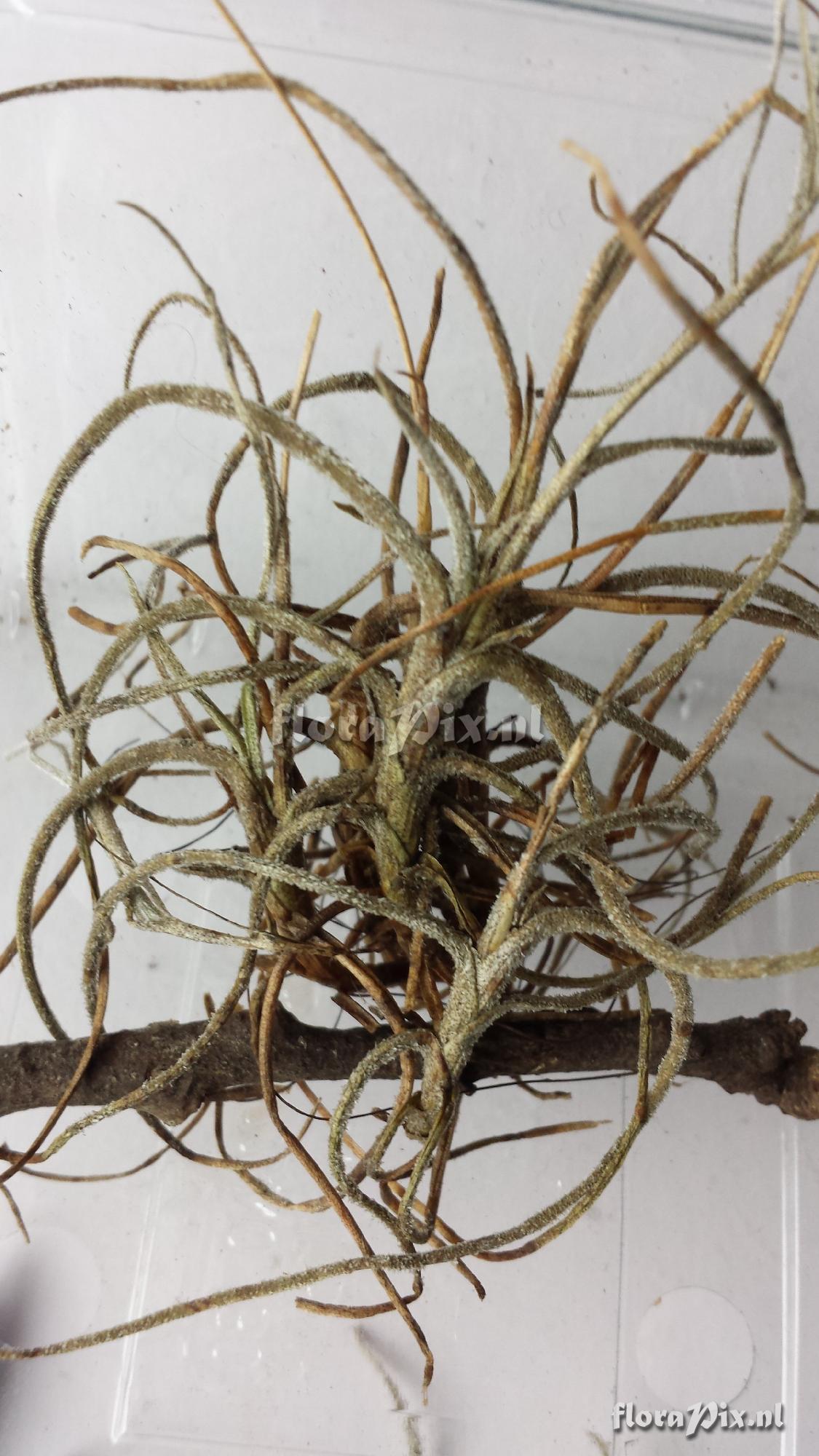 Tillandsia recurvata