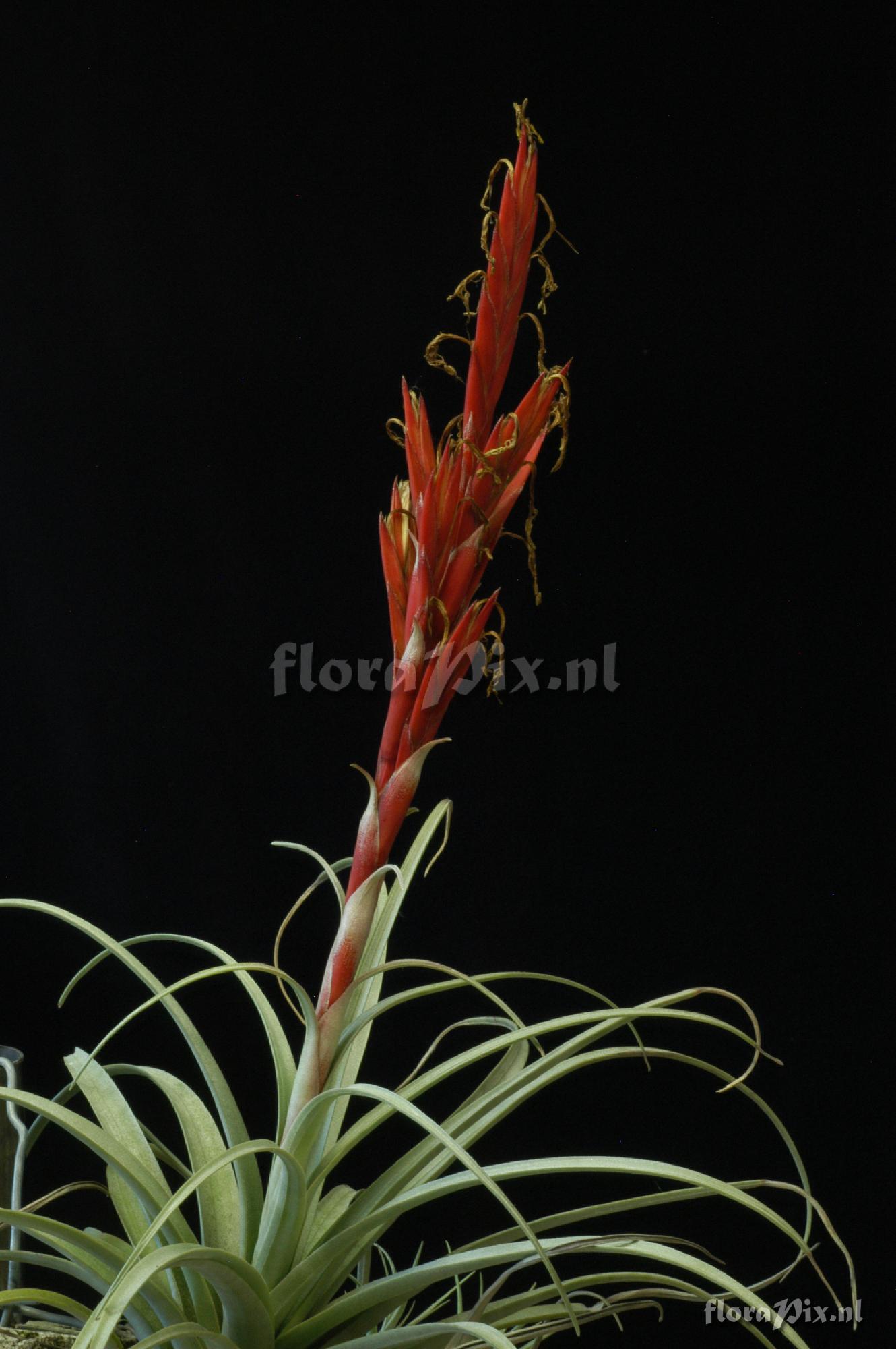 Tillandsia schusteri 