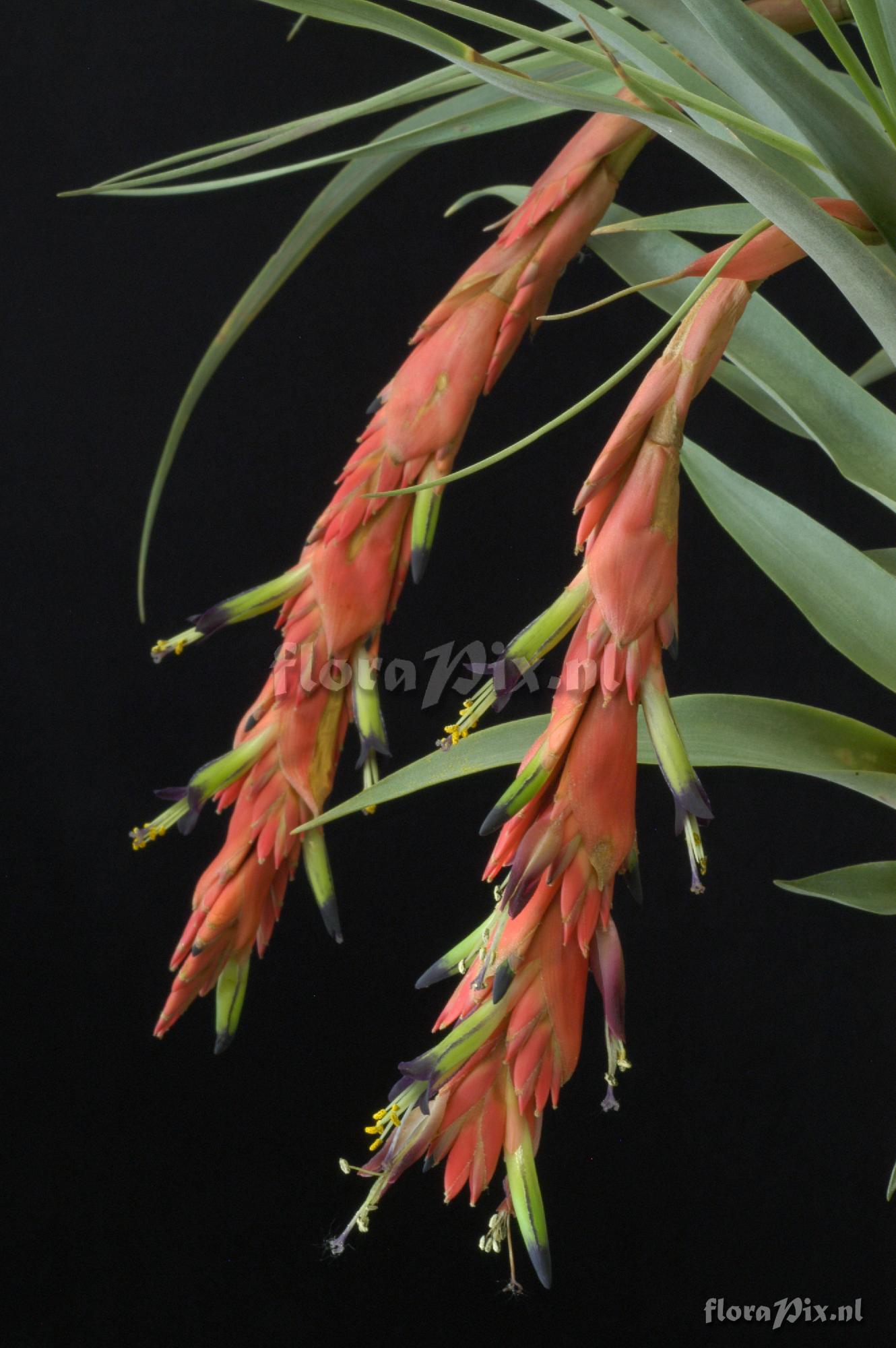 Vriesea tequendamae 