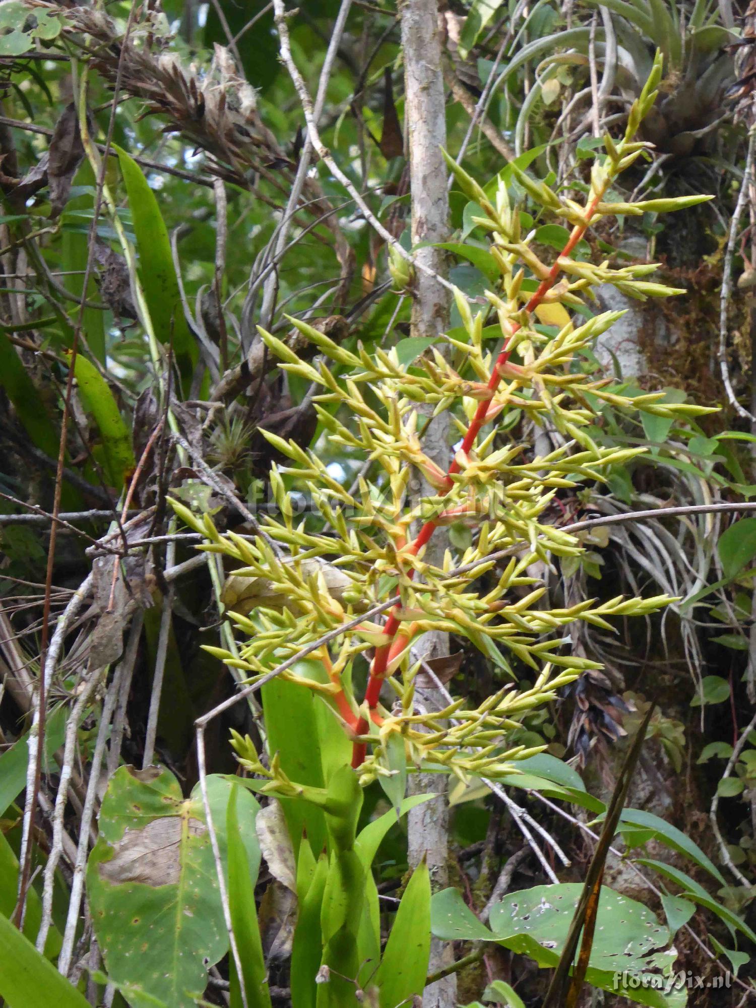 Guzmania condensata